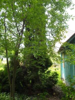 Продаю дачу. Срочно! в Москве фото 14