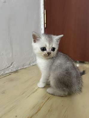 Шотландские котята фото 3