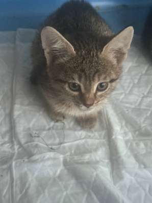 Котята в Казани фото 3