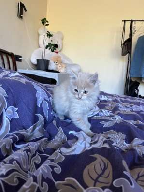 Отдам котенка в Шахтах фото 3