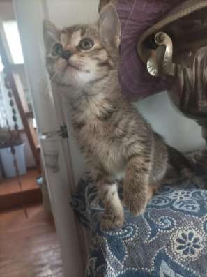 Котенок девочка ищет новый дом