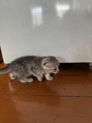 Котенка в хорошие руки в Топках