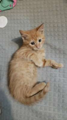 Отдам котят в Златоусте фото 3