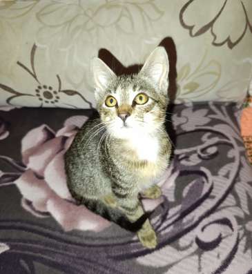Котенок мальчик (обаятельный добряк) фото 4