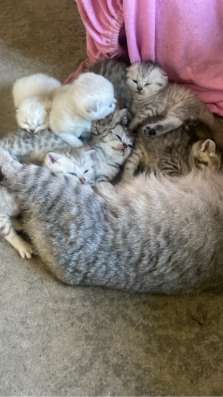 Шотландские котята