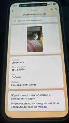 Продаю мать с дочкой шпиц
