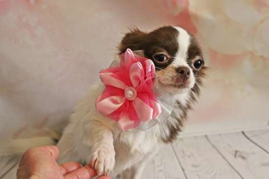 Female chihuahua longhair, of different ages
