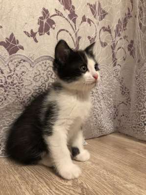 Отдам двух котят, мальчики
