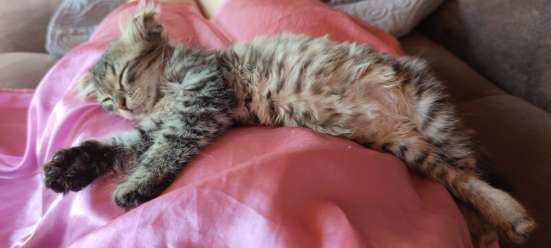 Кошка Пицунда ищет дом бесплатно