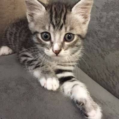 Отдам котят в Нижнеудинске