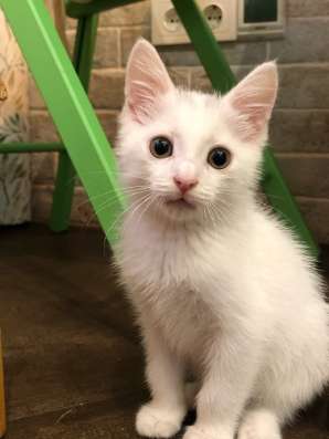 Отдам котёнка в добрые руки