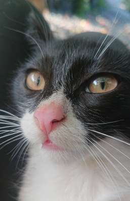 Котенок в дар