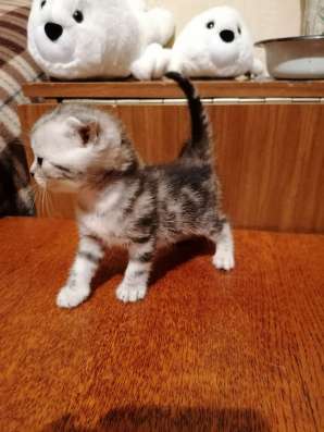 Продаю Котят Веслоухой Шотландки в Иркутске