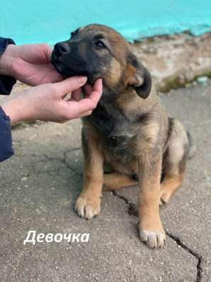Красивый 5 мес щенок Джони ищет дом! в Москве фото 9