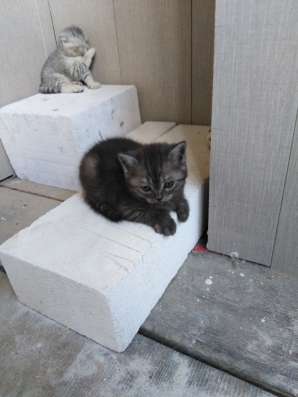 Продам котят, шотландцы