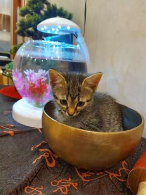 Котята в добрые руки в Красногорске фото 3