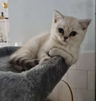 Котята шотландские страйт фото 13