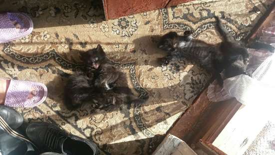 Отдам котят-бусинок