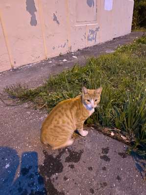 Пристраивается котик