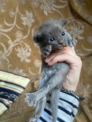 Котята в добрые руки в Махачкале фото 4