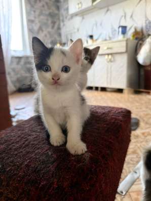 Котята. Мальчики