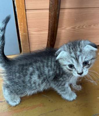 Котенка в хорошие руки в Топках фото 4