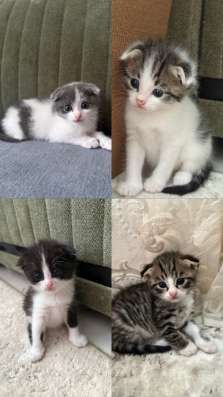 Котята