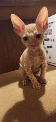 Котята породы Донской сфинкс фото 8