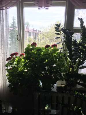 Герань королевская в Омске