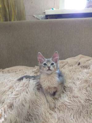 Сомалийские котята