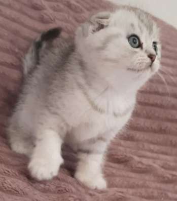 Шотландские котята фото 3
