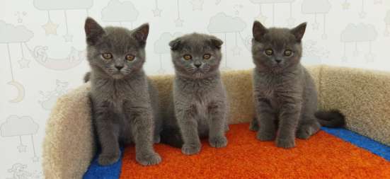 Шотландские котята фото 5