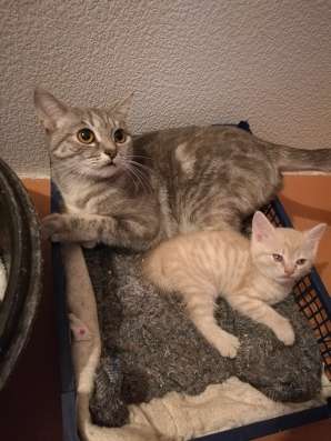 Британские котята в Кемерове