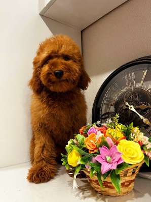 Toy POODLE/miniature фото 4