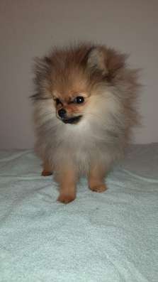 Pommerscher spitz фото 6