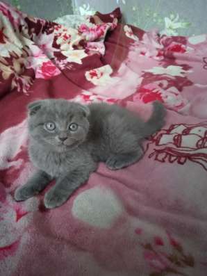 Шотландские котята фото 7