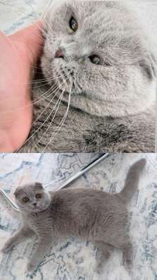 Котенок шотландский , торг в Химках