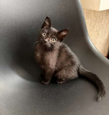 Котёнок
