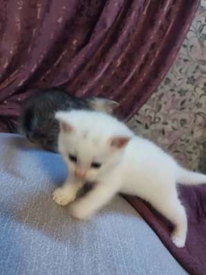 Отдам котят в Светлогорске