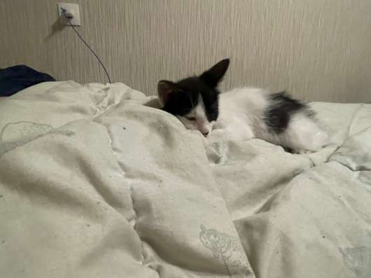 Котенок в добрые руки в Кудрово