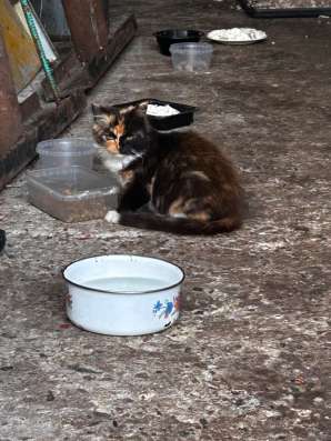 Котенок в хорошие руки
