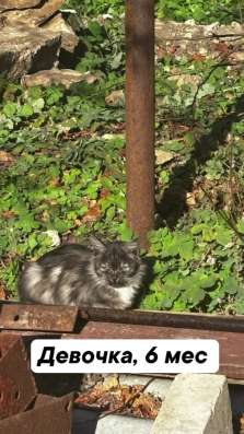 Котята бесплатно в Менделеевске фото 4