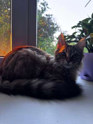 Кошка  мейнкун шесть месяцев