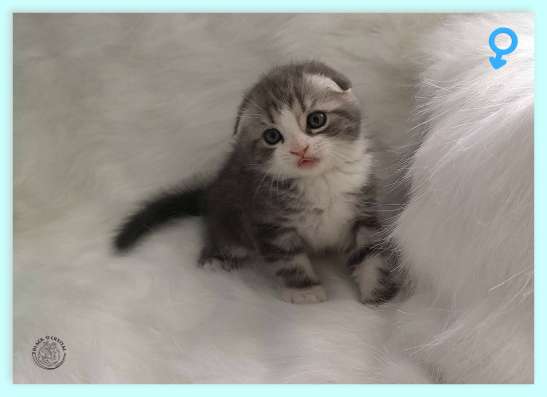 Котик скотиш фолд голубой фото 4