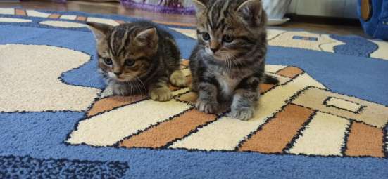 Котята мальчик и девочка британские прямоухие в Ленинске
