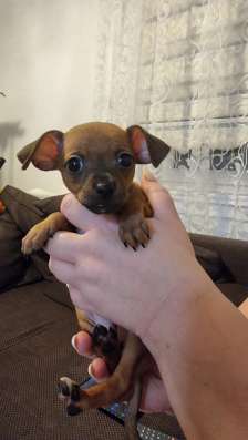Zwergpinscher мини (до 2.5 кг) фото 26