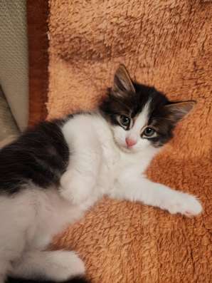 Милые, добрые, ласковые котята ищут дом фото 6