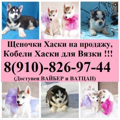 Хаски щеночки и кобели для вязки Хаски в Вологде