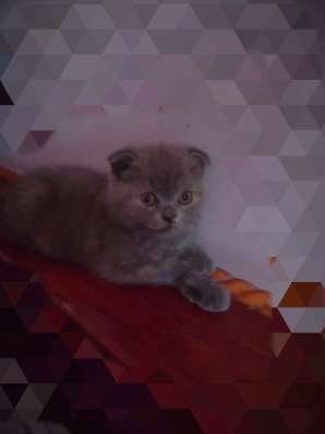 Продается скотиш_фолд девочка. голубого окраса