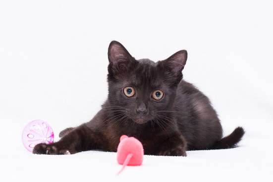 Котенок Елисей ищет семью! в Москве фото 4